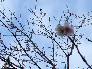 1　大島冬桜.JPG